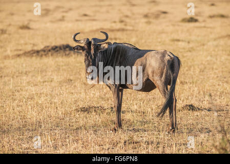 A Single Wildebeest (Connochaetes Taurinus) On The African Savannah Taking Part In The Migration Across The Mara River Stops And Stares Straight At... Stock Photo