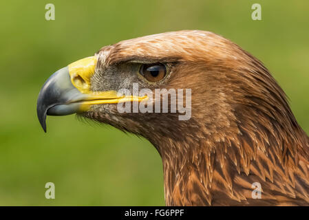 Close Up Of A Golden Eagle (Aquila Chrysaetos) Head In Profile, Showing Its Russet Feathers, Brown Eye And Yellow And Grey Beak Against A Blurred G... Stock Photo