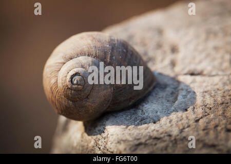 Snail shell on a wall at the stone ruins of a biblical site; Thyatira, Turkey Stock Photo