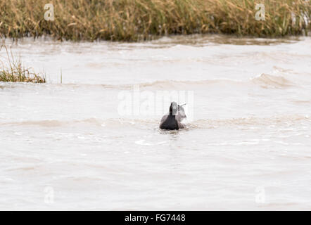 A Brent Goose swimming as the tide comes in at Leigh on Sea Stock Photo