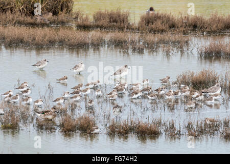 A mixed flock of waders at Two Tree Island with the bigger ones being Grey Plovers and the rest Dunlin and RInged Plovers Stock Photo