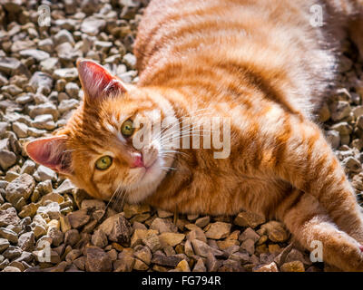 Ginger Tom, young cat - France. Stock Photo