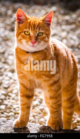 Ginger Tom, young cat - France. Stock Photo