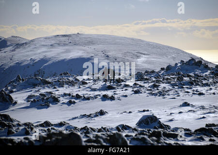 Two Walkers on the Frozen Summit of Swirl How Heading Towards Brim Fell and Coniston Old Man Stock Photo