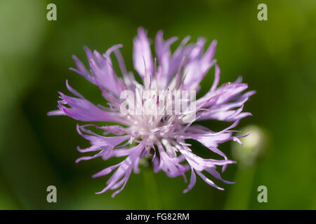 centaurea cyanus Stock Photo