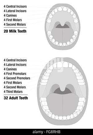Milk Teeth - Adult Teeth - Comparison of temporary teeth of a child and permanent teeth of an adult natural dentition. Stock Photo