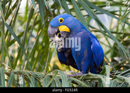 Hyacinth Macaw (Anodorhynchus hyacinthinus) eating nuts, Pantanal, Mato Grosso, Brazil Stock Photo