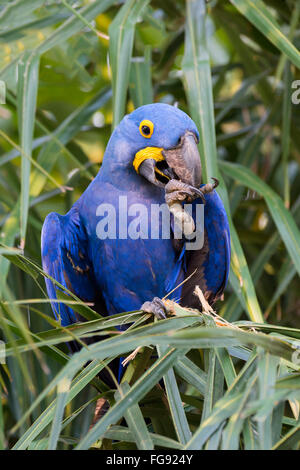 Hyacinth Macaw (Anodorhynchus hyacinthinus) eating nuts, Pantanal, Mato Grosso, Brazil Stock Photo