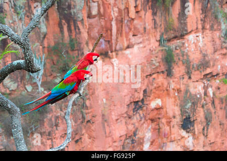 Red-and-green Macaws (Ara chloropterus) perched on a branch in Buraco das Araras, Mato Grosso do Sul, Brazil Stock Photo