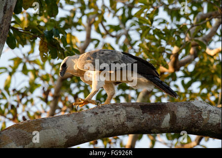 Immature Harpy Eagle (Harpia harpyia) aged 15 months, Amazon, Brazil Stock Photo