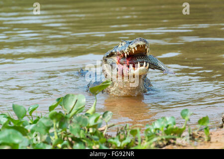Yacare caiman (Caiman yacare) devouring a fish, Cuiaba river, Pantanal, Brazil Stock Photo