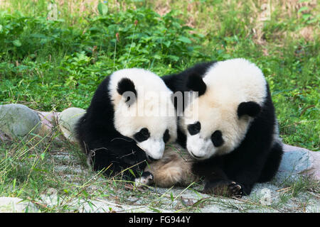 Two years aged young giant Pandas , China Conservation and Research Centre for the Giant Pandas, Chengdu, Sichuan, China Stock Photo