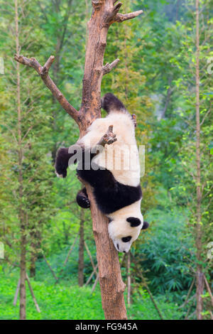 Two years aged young Giant Panda, China Conservation and Research Centre for the Giant Pandas, Chengdu, Sichuan, China Stock Photo