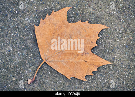 Dry brown leaf fallen on the asphalt at the beginning of the autumn Stock Photo