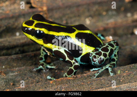 Variable Poison Frog (Ranitomeya variabilis), Pastaza province, Ecuador Stock Photo