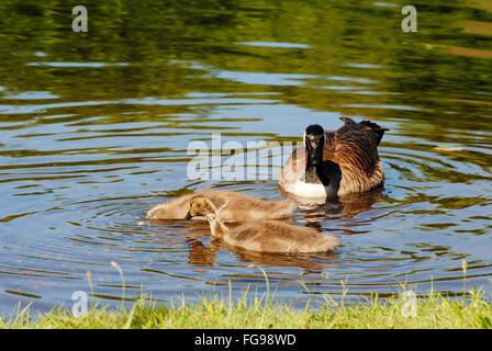 A Family of Canadian Geese Feeding in a Pond Stock Photo