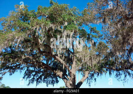 Spanish moss (Tillandsia usneoides) is a flowering plant that grows upon larger trees, commonly the Southern Live Oak (Quercus) Stock Photo