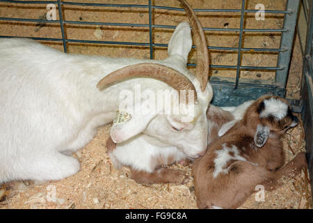 a domestic goat tending to two babies in a pen Stock Photo