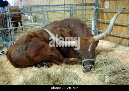 a Texas longhorn steer cow in a pen Stock Photo