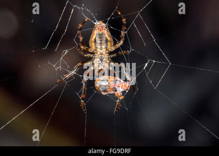 Amazonian orb-web spider eating beetle at night, in the rainforest in Pastaza Province, Ecuador Stock Photo