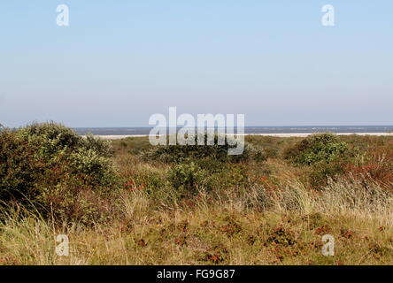 Landscape with dunes on the Dutch Wadden island of Schiermonnikoog. In background the North Sea and northern beaches. Stock Photo