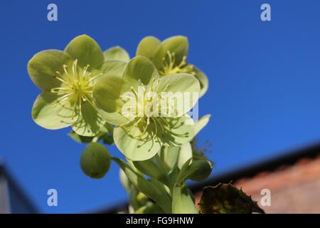 Green Hellebore flowers, Helleborus argutifolius, Holly-leaved or Corsican Hellebore in the winter sunshine against a blue sky. Stock Photo