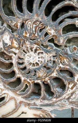 Ammonite (Asteroceras stellare) Early Jurassic period c. 3047 Stock Photo