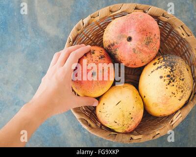 Cropped Image Of Hand Touching Mangoes In Whicker Basket On Table
