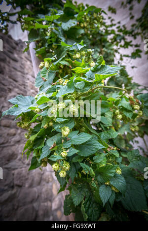 green hop plant in Pilsen city in Czech Republic Stock Photo