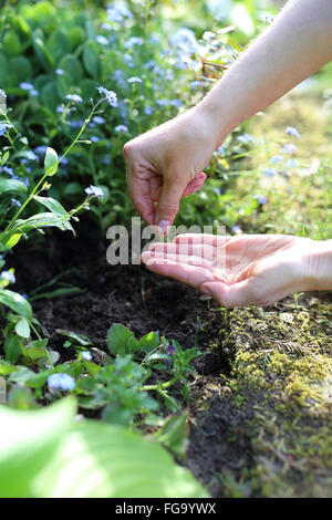 Matthiola longipetala. Flower discount. Hands gardener sowing seeds of plants in the garden spot of gardening Stock Photo