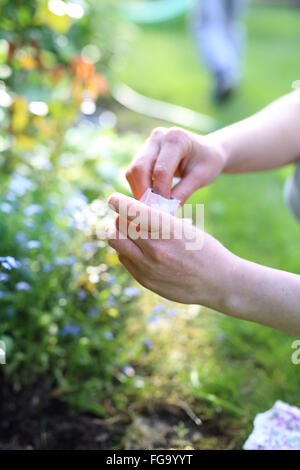 Matthiola longipetala. Flower discount. Hands gardener sowing seeds of plants in the garden spot of gardening Stock Photo