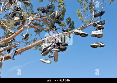 Evergreen tree branch,  suspended unwanted footwear of various styles & sizes slung up by passing motorists. Stock Photo