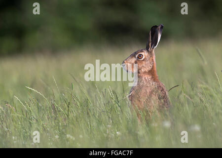 Brown Hare; Lepus capensis Single in Meadow; Isle of Man; UK Stock Photo
