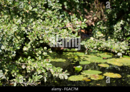 Brown Hawker Dragonfly;  Aeshna grandis Single in Flight Cornwall; UK Stock Photo