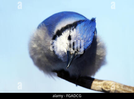 Blue Jay Cyanocitta Cristata Bird Red Stock Photo 1456450436