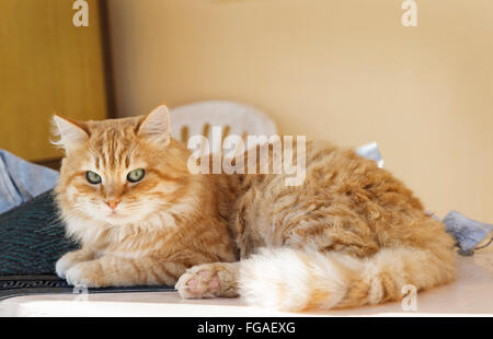 Big, beautiful, orange cat with green eyes Stock Photo