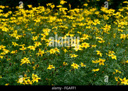 bidens ferulifolia golden eye yellow flower flowers flowering Apache beggarticks bedding border display annuals RM Floral Stock Photo