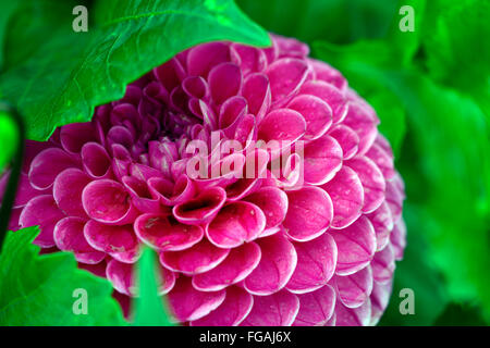 dahlia fermain pink dahlias flower flowers bloom blossom perennial tuber tuberous plant RM Floral Stock Photo