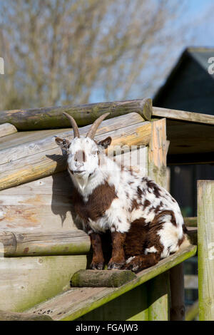 Pygmy Goat; Single; Captive Cornwall; UK Stock Photo