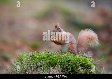Red Squirrel; Sciurus vulgaris Single Eating Nut Scotland; UK