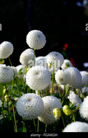 dahlia l'ancresse white ball dahlias flower flowers bloom blossom perennial tuber tuberous plant RM Floral Stock Photo