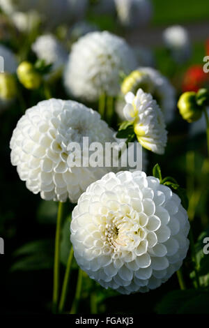 dahlia l'ancresse white ball dahlias flower flowers bloom blossom perennial tuber tuberous plant RM Floral Stock Photo