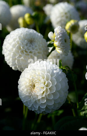 dahlia l'ancresse white ball dahlias flower flowers bloom blossom perennial tuber tuberous plant RM Floral Stock Photo