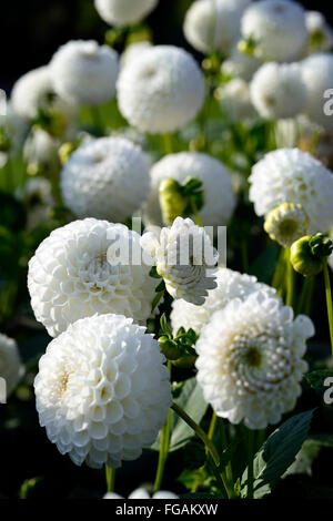 dahlia l'ancresse white ball dahlias flower flowers bloom blossom perennial tuber tuberous plant RM Floral Stock Photo