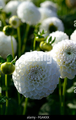 dahlia l'ancresse white ball dahlias flower flowers bloom blossom perennial tuber tuberous plant RM Floral Stock Photo