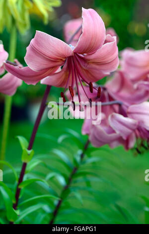 lilium pink flavour Asiatic Lilies lily downward facing flowers sunset light evening flower bloom blossom RM floral Stock Photo