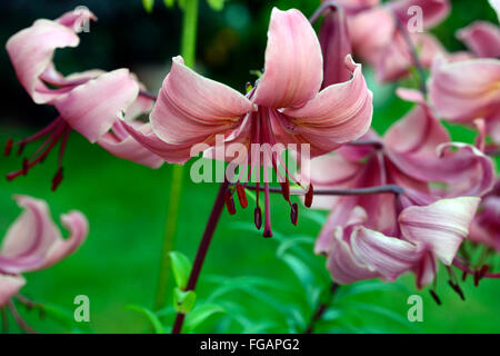 lilium pink flavour Asiatic Lilies lily downward facing flowers sunset light evening flower bloom blossom RM floral Stock Photo