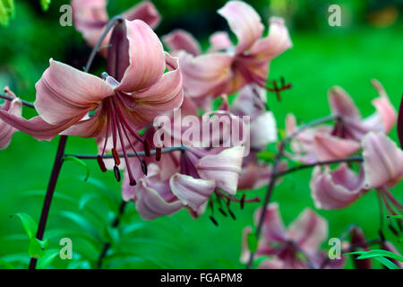 lilium pink flavour Asiatic Lilies lily downward facing flowers sunset light evening flower bloom blossom RM floral Stock Photo