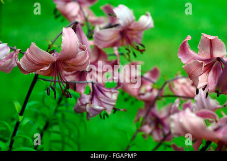 lilium pink flavour Asiatic Lilies lily downward facing flowers sunset light evening flower bloom blossom RM floral Stock Photo