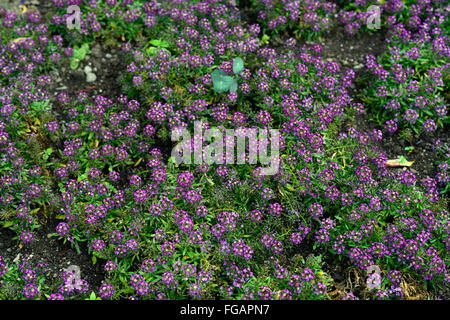 Lobularia maritima Wonderland deep purple Carpet of Snow syn Alyssum flower flowers bloom blossom annual bedding display Stock Photo